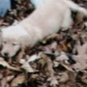 Meet your Posher, Kc freinds